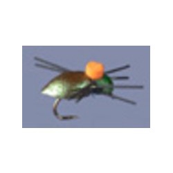Whitlocks Bright Spot Beetle