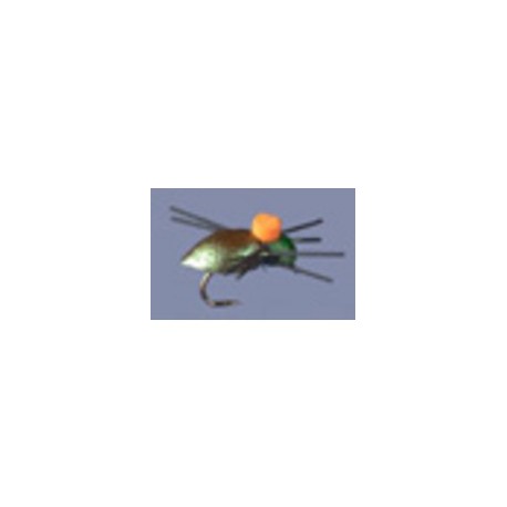 Whitlocks Bright Spot Beetle
