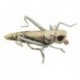 X True Hopper Grey