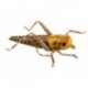 X True Hopper Yellow Brown