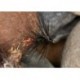 Black and Orange Worm Fly