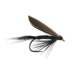 Black Gnat