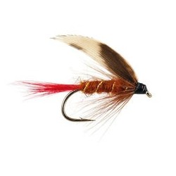 Brown Red Tailed Wet