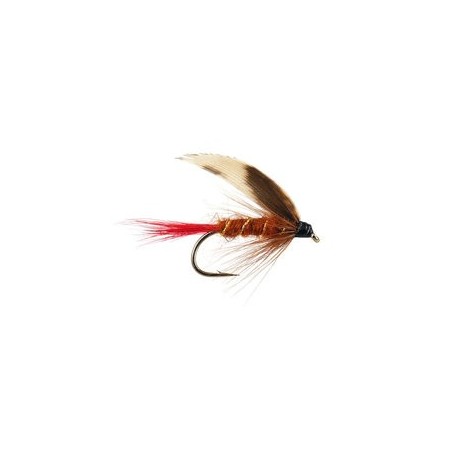 Brown Red Tailed Wet