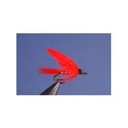 Cardinal