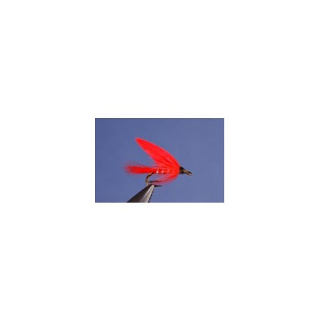 Cardinal