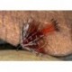 Clar Bog Fly Bum