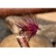 Claret Bibio