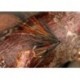 Crippler Bibio
