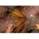 Crippler Hares Ear