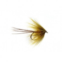 Galway Olive