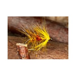 Golden Olive Bibio