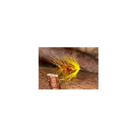 Golden Olive Bibio