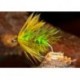 Green Bibio