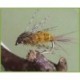 March Brown Nymph