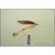 Grouse and Orange