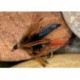 Haulyg Went Red Tail