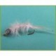 Mysis Shrimp