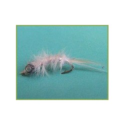 Mysis Shrimp