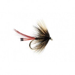 New Yorkie