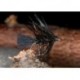 New Zealand Bumble