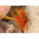 Orange Olive Bumble