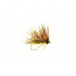 Sedgehog Olive