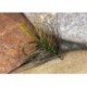 Slimline Olive Bumble
