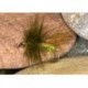 Sparkle Sedge Adult