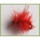 Water Mite