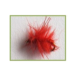 Water Mite
