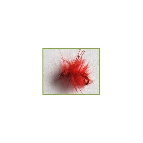 Water Mite