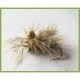 Polyfitus Nymph Hares Ear
