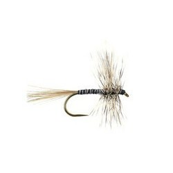 Mosquito Bl