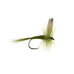 Olive Dun Bl