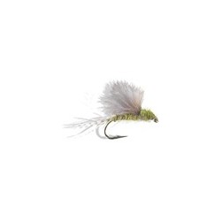 Rs Olive