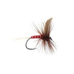 Red Spinner Bl
