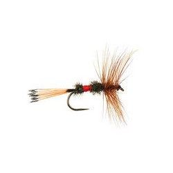 Royal C Dry Bl