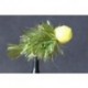Booby Olive Sunburst