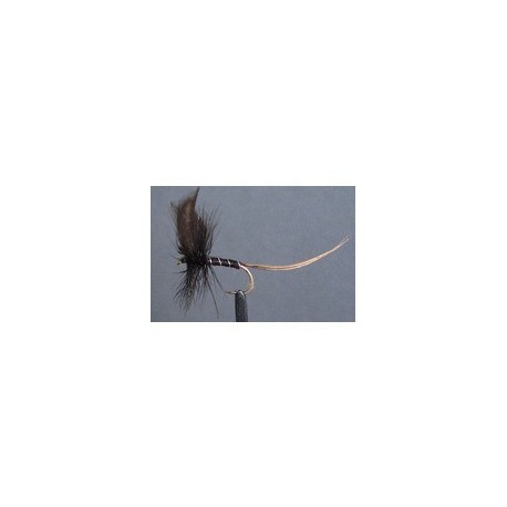 Black Drake Mayfly