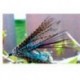 Connemar Dabbler