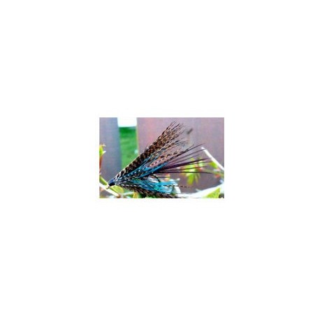 Connemar Dabbler