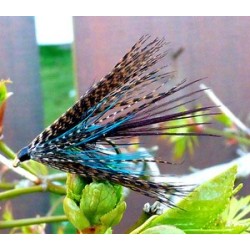 Connemara Dabbler