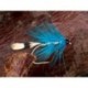 Delphi Blue