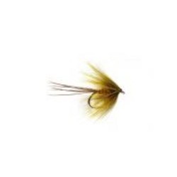 Galway Olive