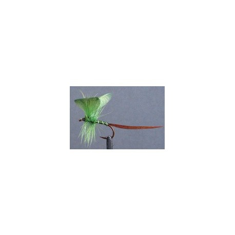 Green Mayfly