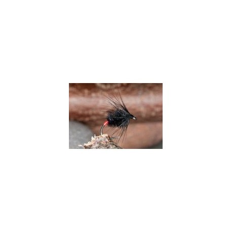 Machair Spider