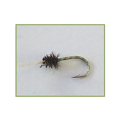Brown Buzzer