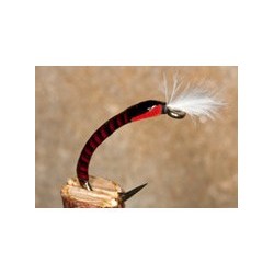 Buzzer Quill Claret