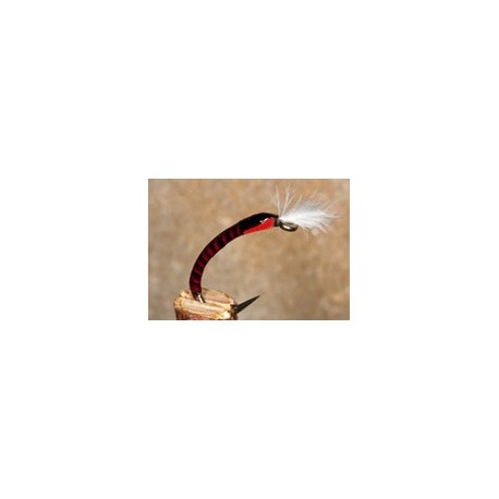 Buzzer Quill Claret